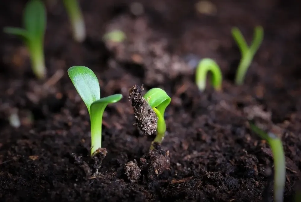 El bioinsumo busca sustituir a los agroquímicos.