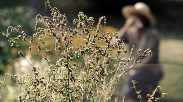 Calentamiento global y plantas nocivas.