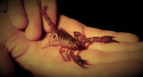 Tres errores tras una picadura de alacranes.