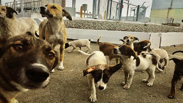 Los perros de Chernobyl