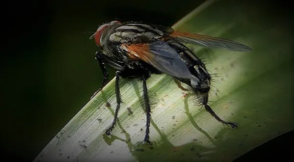 Alerta en España por la mosca negra.