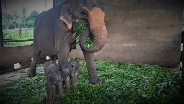 Nacen elefantes gemelos en Tailandia : “un milagro inesperado”.