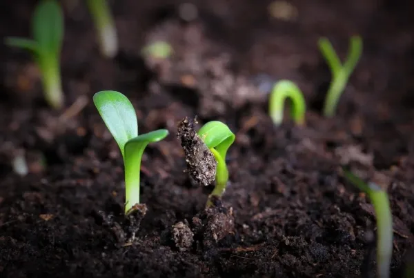 El bioinsumo busca sustituir a los agroquímicos.